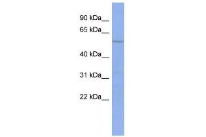 WB Suggested Anti-PTBP2 Antibody Titration:  0.