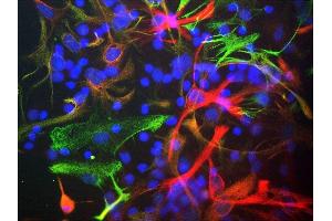 Mixed cultures of neonatal rat neurons and glia stained with ABIN1580439 (red), chicken antibody to vimentin CPCA-Vim (green) and DNA (DAPI stain, blue). (Nestin anticorps)