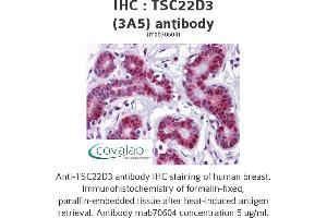 Image no. 1 for anti-TSC22 Domain Family, Member 3 (TSC22D3) (AA 1-98) antibody (ABIN1723461)