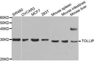 Western blot analysis of extracts of various cell lines, using TOLLIP antibody. (TOLLIP anticorps)
