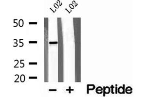Western blot analysis of extracts of L02 cells, using Syntaxin 11 antibody. (Syntaxin 11 anticorps  (Internal Region))