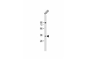 Anti-GEA2 Antibody (N-term) at 1:2000 dilution + A549 whole cell lysate Lysates/proteins at 20 μg per lane. (MAGEA2 anticorps  (N-Term))