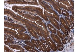 IHC-P Image RPS3 antibody detects RPS3 protein at cytoplasm in mouse intestine by immunohistochemical analysis.