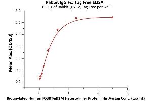 Immobilized Rabbit IgG Fc, Tag Free (ABIN6992349) at 5 μg/mL (100 μL/well) can bind Biotinylated Human FCGRT&B2M Heterodimer Protein, His,Avitag (ABIN6973064) with a linear range of 0. (IgG Fc (AA 105-323) (Active) Protéine)