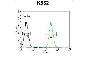 Flow cytometric analysis of K562 cells (right histogram) compared to a negative control cell (left histogram). (TNFAIP8 anticorps  (N-Term))