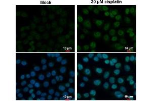 ICC/IF Image p53 antibody detects p53 protein at nucleus by immunofluorescent analysis.