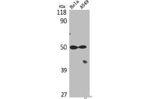 Western Blot analysis of Hela A549 cells using Tubulin α Polyclonal Antibody (TUBA1B anticorps  (C-Term))