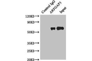 Immunoprecipitating ARFGAP3 in HepG2 whole cell lysate Lane 1: Rabbit control IgG instead of (1 μg) instead of ABIN7143462 in HepG2 whole cell lysate. (ARFGAP3 anticorps  (AA 217-516))