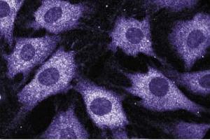 Immunofluorescence staining of C3H/10T1/2 cells (Mouse embryonic fibroblasts, ATCC CCL-226).