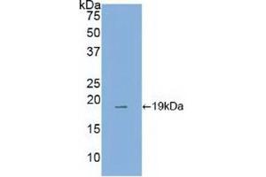 Western blot analysis of recombinant Human ANXA4. (Annexin IV anticorps  (AA 11-164))