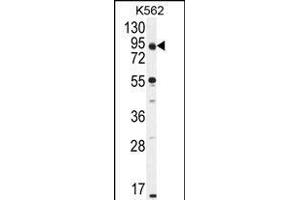 KLRAQ1 Antibody (Center) (ABIN655120 and ABIN2844751) western blot analysis in K562 cell line lysates (35 μg/lane). (KLRAQ1 anticorps  (AA 207-236))
