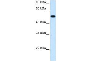 WB Suggested Anti-BHMT Antibody  Titration: 1.