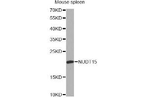 Western blot analysis of extracts of mouse spleen, using NUDT15 antibody. (NUDT15 anticorps)