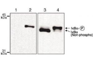 IκBα phospho Ser32,36 mAb tested by Western blot. (NFKBIA anticorps)
