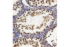 Immunohistochemistry of paraffin embedded rat testis using Hes2 (ABIN7074158) at dilution of 1:200 (300x lens) (HES2 anticorps)