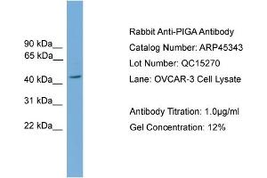 WB Suggested Anti-PIGA  Antibody Titration: 0. (PIGA anticorps  (Middle Region))