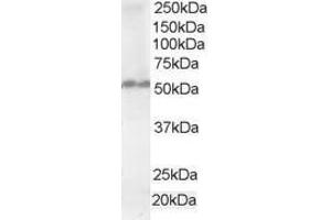 Image no. 1 for anti-Fas Associated Factor Family Member 2 (FAF2) (AA 433-445) antibody (ABIN292043) (FAF2 anticorps  (AA 433-445))