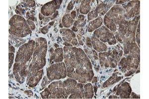 Image no. 4 for anti-Mitochondrial Intermediate Peptidase (MIPEP) (AA 174-516) antibody (ABIN1491015)