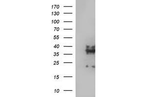 Image no. 4 for anti-Synaptophysin (SYP) antibody (ABIN1501259) (Synaptophysin anticorps)