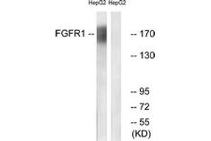 Western blot analysis of extracts from HepG2 cells, using FGFR1 (Ab-766) Antibody. (FGFR1 anticorps  (AA 736-785))