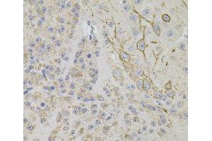 Immunohistochemistry of paraffin-embedded Mouse brain using REG3A Polyclonal Antibody (REG3A anticorps)