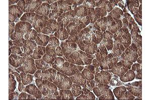 Image no. 4 for anti-Mitogen-Activated Protein Kinase Kinase 1 (MAP2K1) antibody (ABIN1499374)