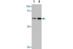 Western blot analysis of TCTN1 in mouse kidney tissue lysate with TCTN1 polyclonal antibody  at (1) 1 and (2) 2ug/mL. (TCTN1 anticorps  (N-Term))
