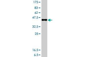 Western Blot detection against Immunogen (37.