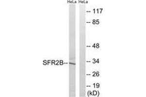 Western blot analysis of extracts from HeLa cells, using SFRS2B Antibody. (SFRS2B anticorps  (AA 31-80))