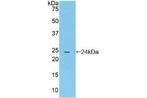 Detection of Recombinant CYPD, Mouse using Polyclonal Antibody to Cyclophilin 40 (CYP-40) (PPID anticorps  (AA 9-189))