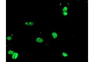 Image no. 5 for anti-Ubiquitin Specific Peptidase 36 (USP36) (AA 589-972) antibody (ABIN1491604)