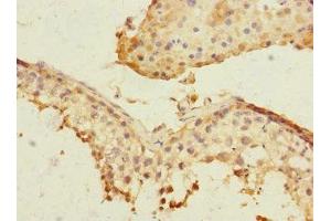 Immunohistochemistry of paraffin-embedded human testis tissue using ABIN7169162 at dilution of 1:100