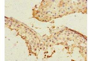 Immunohistochemistry of paraffin-embedded human testis tissue using ABIN7169162 at dilution of 1:100 (PLK3 anticorps  (AA 487-646))