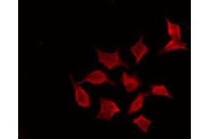ABIN6274117 staining RAW264. (PFDN1 anticorps  (Internal Region))