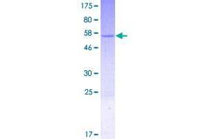 Image no. 1 for Gem (Nuclear Organelle) Associated Protein 8 (GEMIN8) (AA 1-242) protein (GST tag) (ABIN1355006)