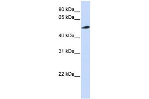 WB Suggested Anti-C10orf33 Antibody Titration:  0. (PYROXD2 anticorps  (N-Term))