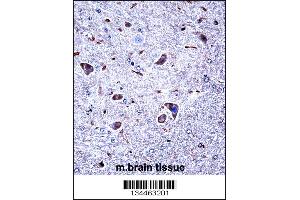 Mouse Csnk1g1 Antibody immunohistochemistry analysis in formalin fixed and paraffin embedded mouse brain tissue followed by peroxidase conjugation of the secondary antibody and DAB staining. (CSNK1G1 anticorps  (C-Term))