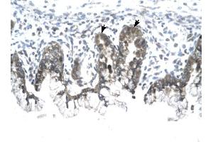 Prohibitin antibody was used for immunohistochemistry at a concentration of 4-8 ug/ml to stain Epithelial cells of fundic gland (arrows) in Human Stomach.