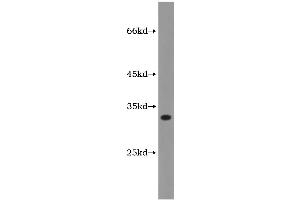 Western Blotting (WB) image for Heme Oxygenase (Decycling) 1 (HMOX1) ELISA Kit (ABIN1115379) (HMOX1 Kit ELISA)