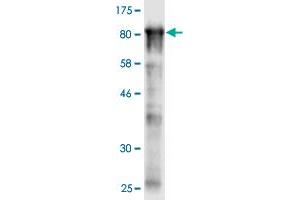 Western Blot detection against Immunogen (85.