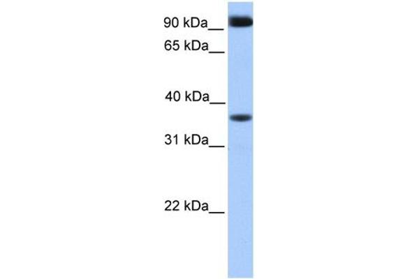 DCUN1D4 antibody  (Middle Region)