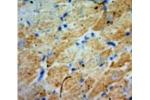 IHC-P analysis of Heart tissue, with DAB staining. (Angiopoietin 2 anticorps  (AA 24-165))