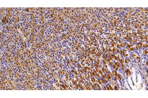 Detection of LDHB in Rat Stomach Tissue using Polyclonal Antibody to Lactate Dehydrogenase B (LDHB) (LDHB anticorps  (AA 1-334))