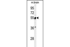 Western blot analysis of PRPF19 Antibody (N-term) (ABIN651064 and ABIN2840055) in mouse brain tissue lysates (35 μg/lane). (PRP19 anticorps  (N-Term))