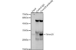 Immunoprecipitation analysis of 300 μg extracts of A-549 cells using 3 μg Timm29 antibody (ABIN7268551).