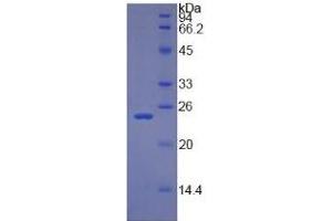SDS-PAGE of Protein Standard from the Kit (Highly purified E.