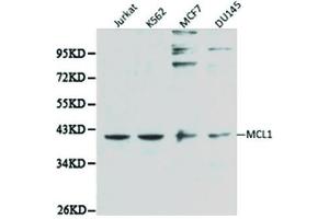 Western blot analysis of extracts of various cell lines, using MCL1 antibody.