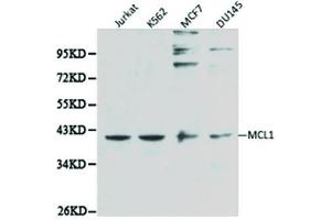 Western blot analysis of extracts of various cell lines, using MCL1 antibody. (MCL-1 anticorps  (AA 120-220))