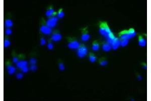 Immunofluorescence staining of 293 cells with ABIN7150742 at 1:133, counter-stained with DAPI.