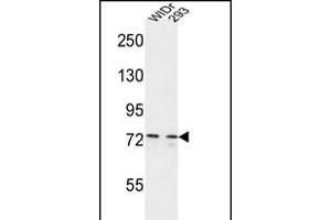 CEP63 Antibody (Center) (ABIN651000 and ABIN2840033) western blot analysis in WiDr,293 cell line lysates (35 μg/lane). (CEP63 anticorps  (AA 520-548))